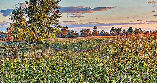 Cornfield At Sunrise_P1190028-30.jpg - Photographed near Smiths Falls, Ontario, Canada.